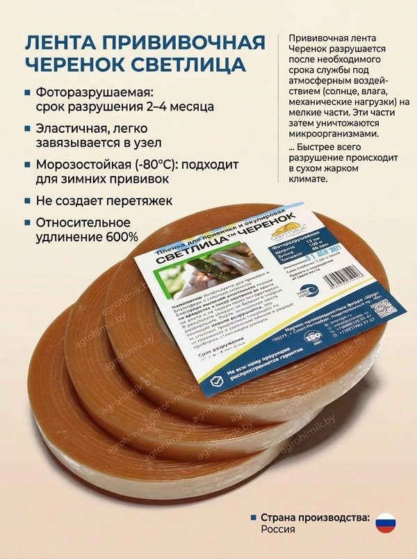 Светлица