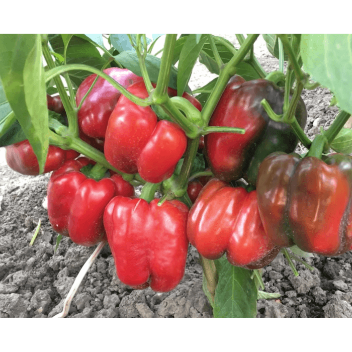 Аристотель F1 перец Семинис (Aristotle Seminis)