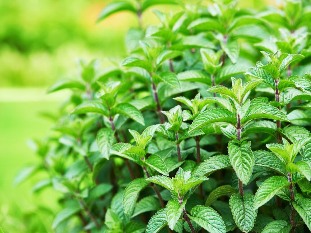 Мята Пиперита F1 Сатива (Peppermint Piperita Sativa)